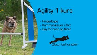 Agility 1 kurs - Oppstart 25.mai - Ute ved Trondheim Hundehall
