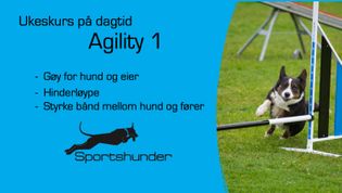 Ukeskurs i agility, dagtid-Oppstart 31.juli-Ute ved Trondheim Hundhall